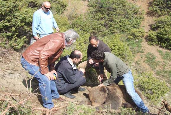 Επιχείρηση απεγκλωβισμού αρκούδας από παγίδα - ΕΙΚΟΝΕΣ