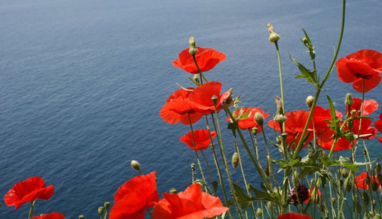 Και είναι και κάτι άλλα λουλούδια που συναντάς στο περιβόλι της ζωής , ψυχές μοναδικές,ταπεινές και υπέροχες!